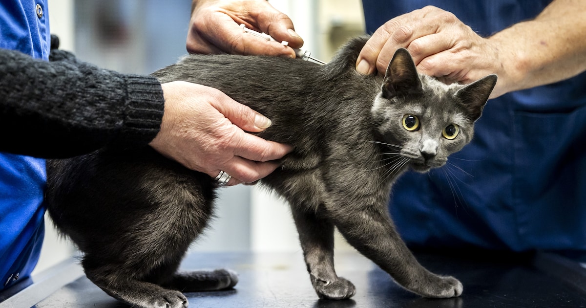 castratie- & sterilisatie actie kat - De Graafschap Dierenartsen