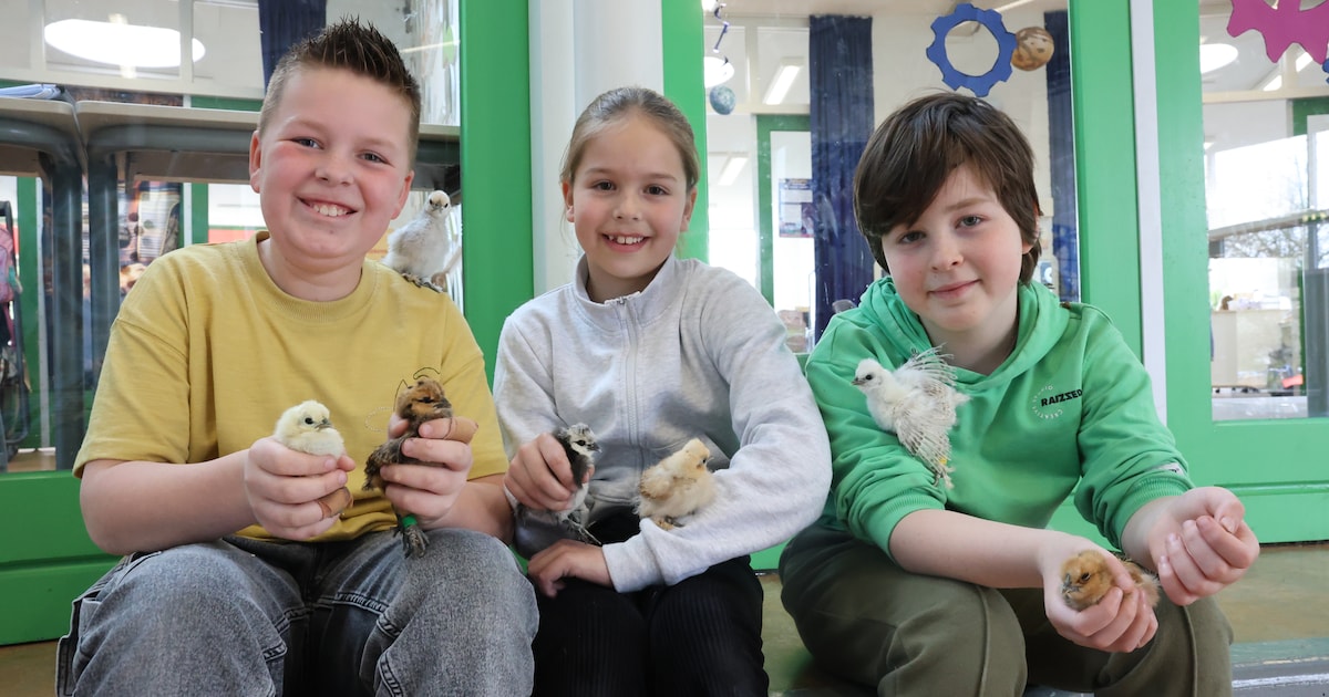 Kuikens in de klas? Op deze school lopen er zeventien rond: ‘Ouders vinden het alleen maar mooi’