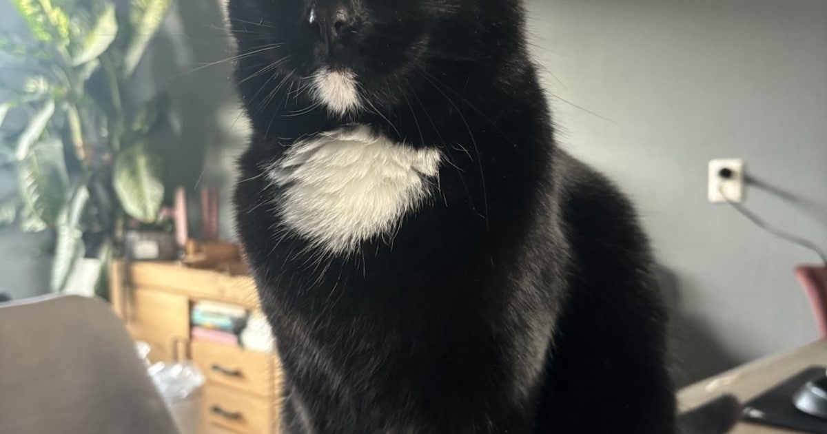 Heb jij Gijs gezien? Dit huisdier wordt in Capelle aan den IJssel vermist