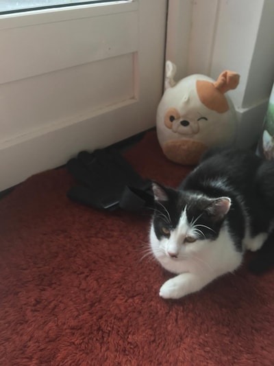 Heb jij Fluff, Nazli of Bumi gezien? Deze 20 huisdieren worden in Utrecht vermist