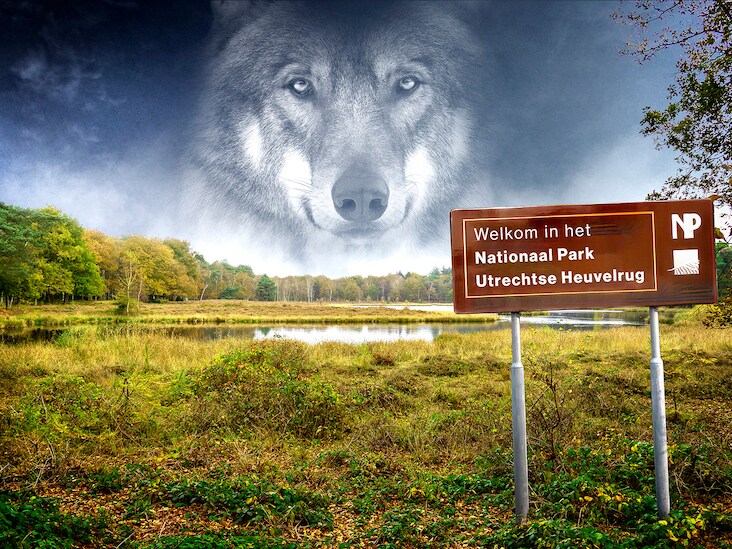 Aanpak wolven Utrecht terug bij af: ‘Vergunning voor verdoven en zenderen gaat nog maanden duren’