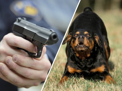 Bijtincident in Borne, politieagent gewond en trekt vuurwapen