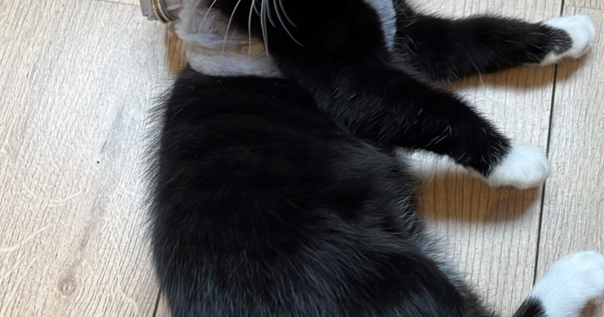 Heb jij Charlie, Bamse of Domino gezien? Deze drie huisdieren worden in Vught vermist