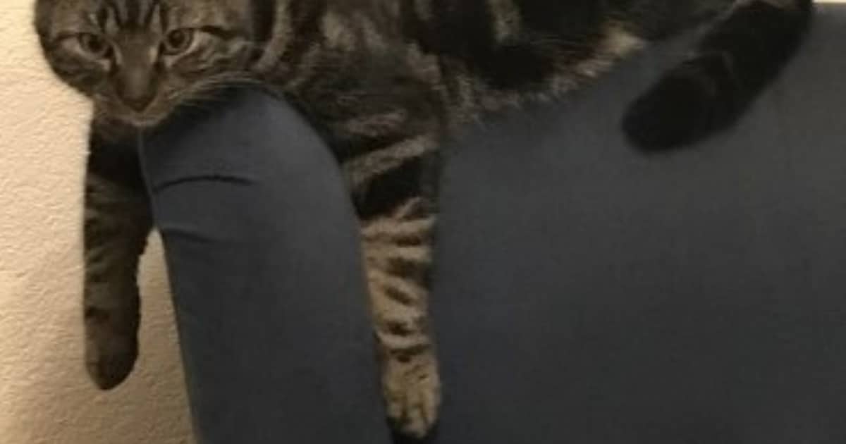 Heb jij Lucki gezien? Dit huisdier wordt in Waalwijk vermist