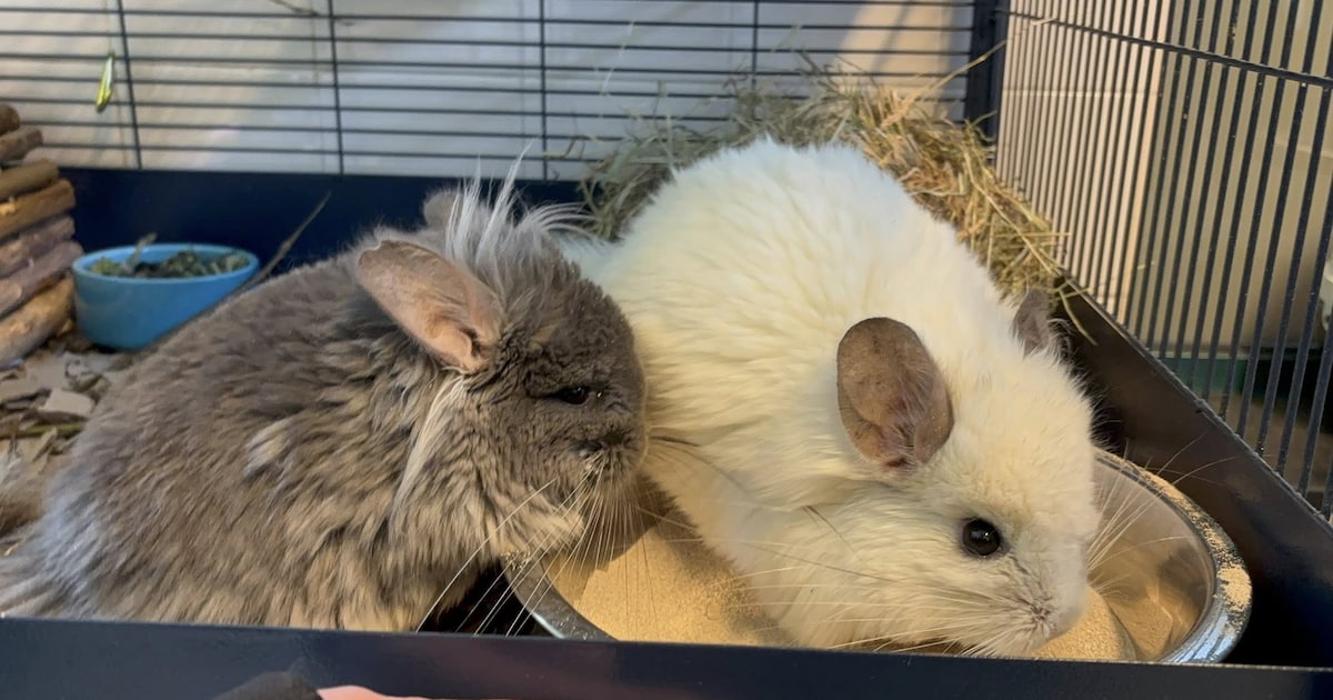 Chinchilla’s achtergelaten bij de Dobbeplas in Nootdorp