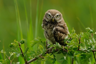 Informatieavond over versterking van het landschap in Uddel