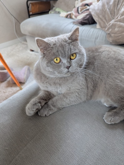 Heb jij Saartje, Tara of Binky gezien? Deze 13 huisdieren worden in Roosendaal vermist