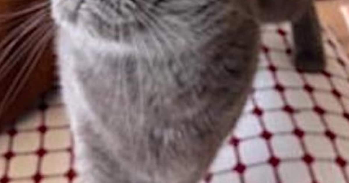 Heb jij Mira gezien? Dit huisdier wordt in Ouder-Amstel vermist