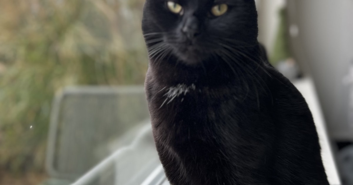 Heb jij Socks gezien? Dit huisdier wordt in Bergen vermist