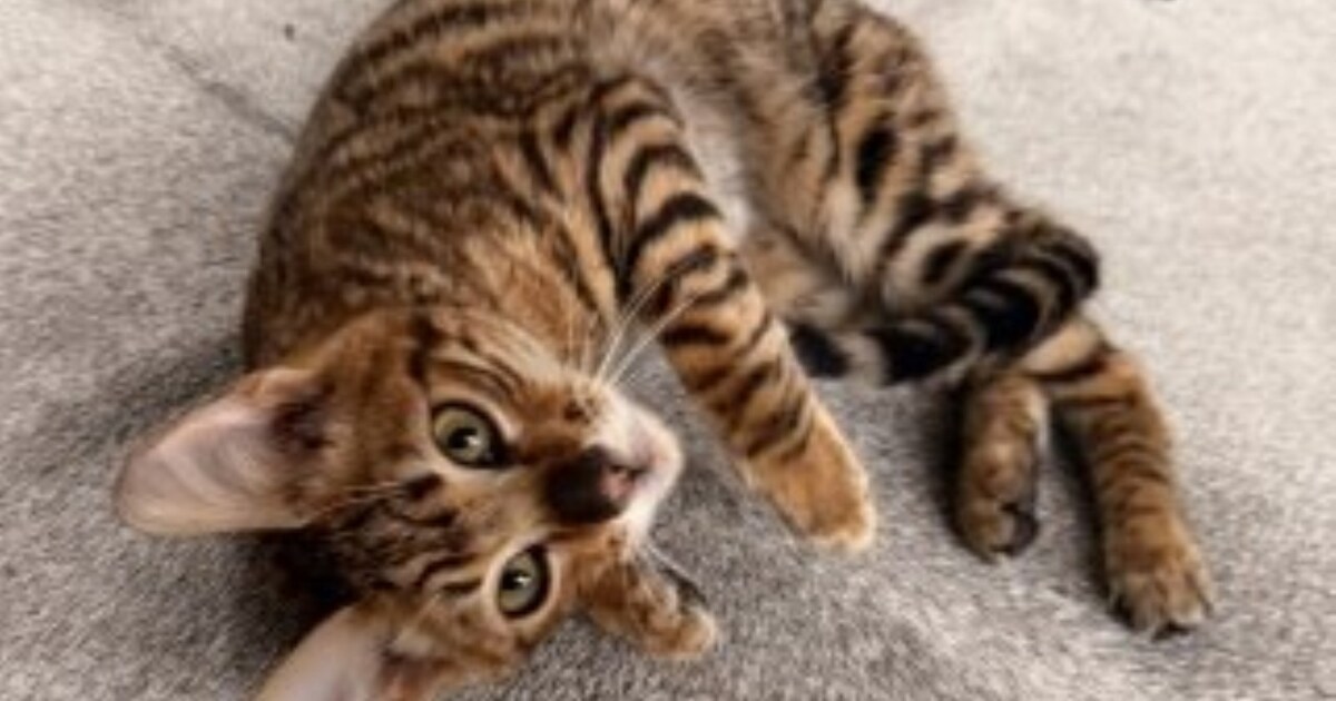 Heb jij Neptune gezien? Dit huisdier wordt in Wassenaar vermist