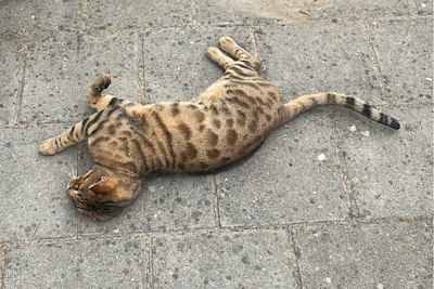 Heb jij Buster, Zaki of John gezien? Deze vier huisdieren worden in Roosendaal vermist