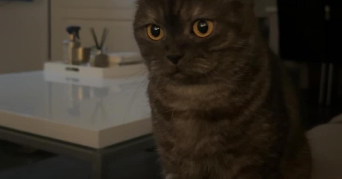 Heb jij Nala gezien? Dit huisdier wordt in Waddinxveen vermist