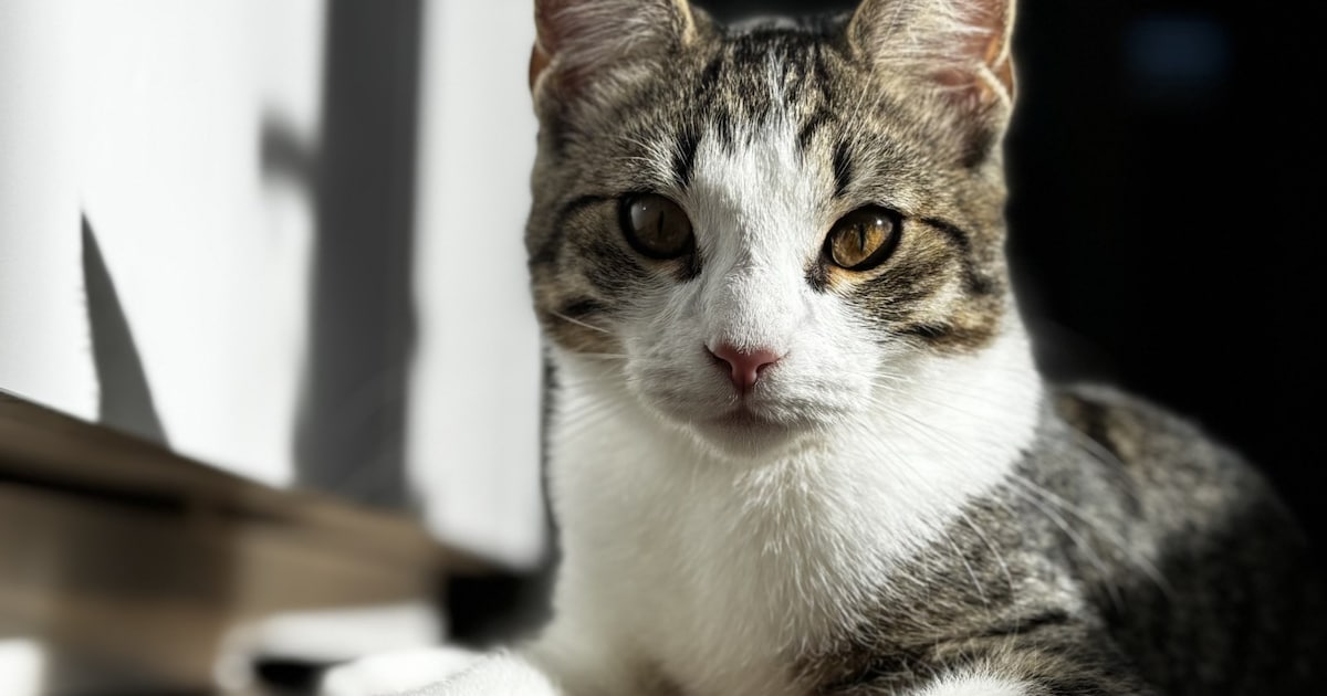 Heb jij Loki of Olaf gezien? Deze twee huisdieren worden in Den Helder vermist