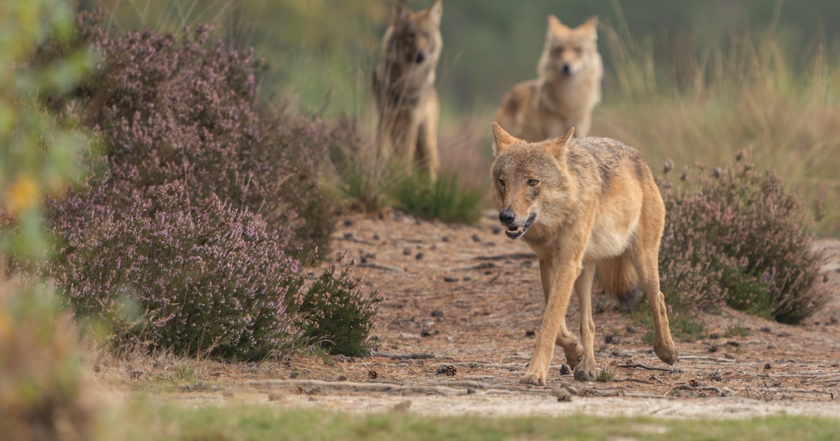 Informatieavond over de wolf in Zeist