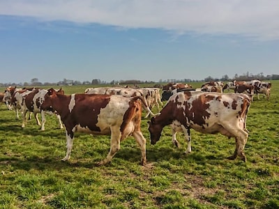 Weekendtips: deze dingen doe je in Woerden (20 - 22 maart)