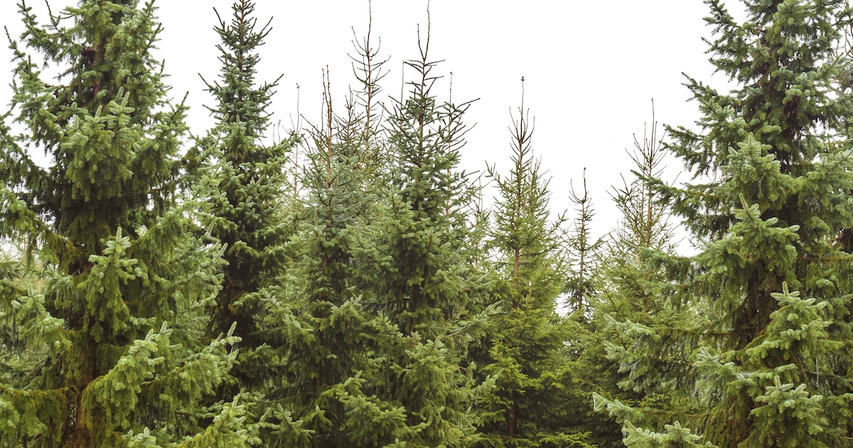 Jeugd in Lochem kan begin januari weer kerstbomen inzamelen en inleveren