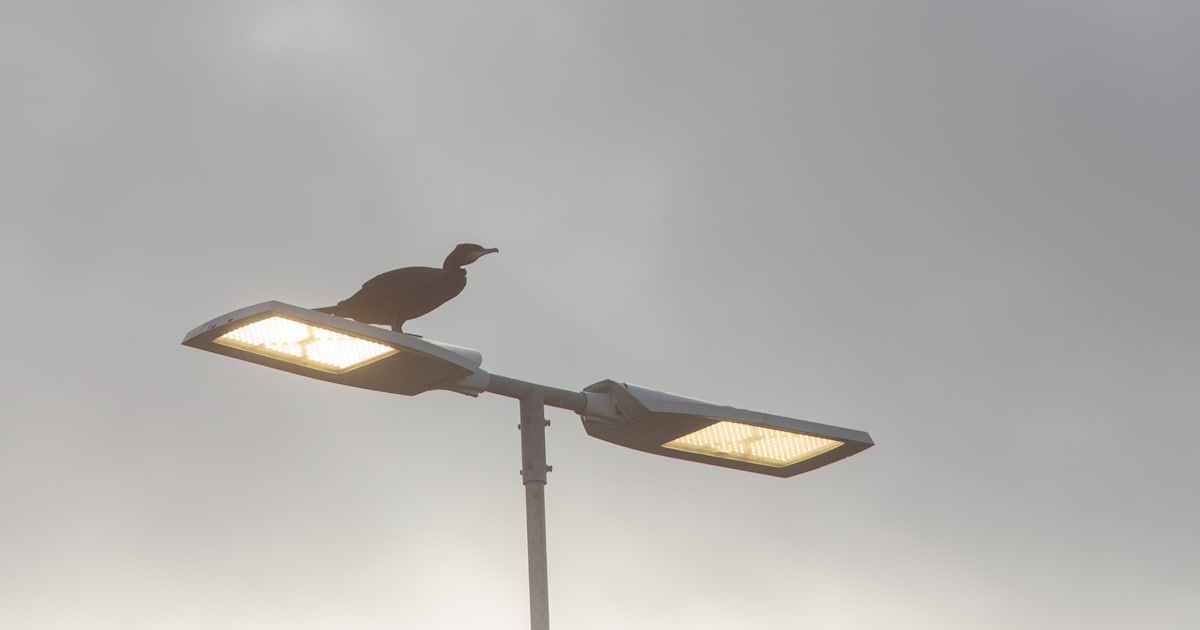 Nieuwkoop vervangt openbare verlichting deels door LED-lampen
