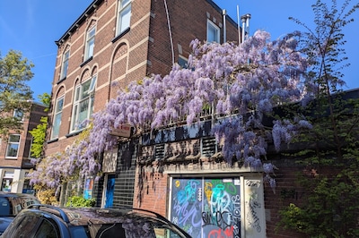 5 x blauweregen in Utrecht waar je vrolijk van wordt