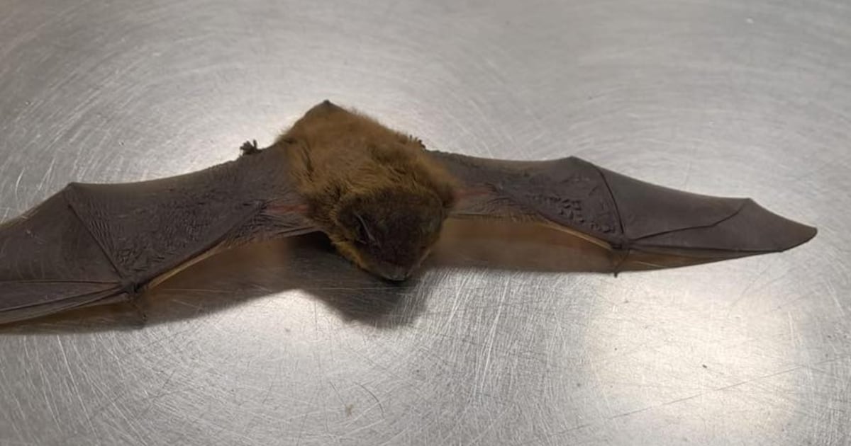 Verzwakte vleermuis gevonden op de grond, herstelt nu bij opvang in Midwoud