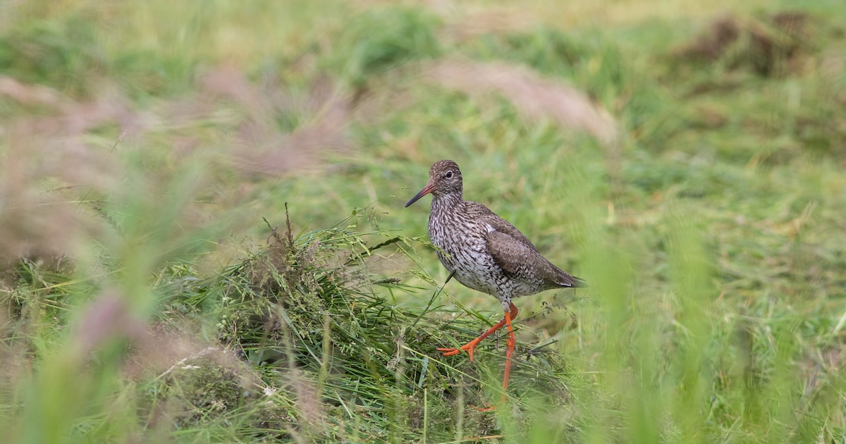 Weidevogeldichtheid in Eemland blijft opvallend hoog: topplek in de provincie