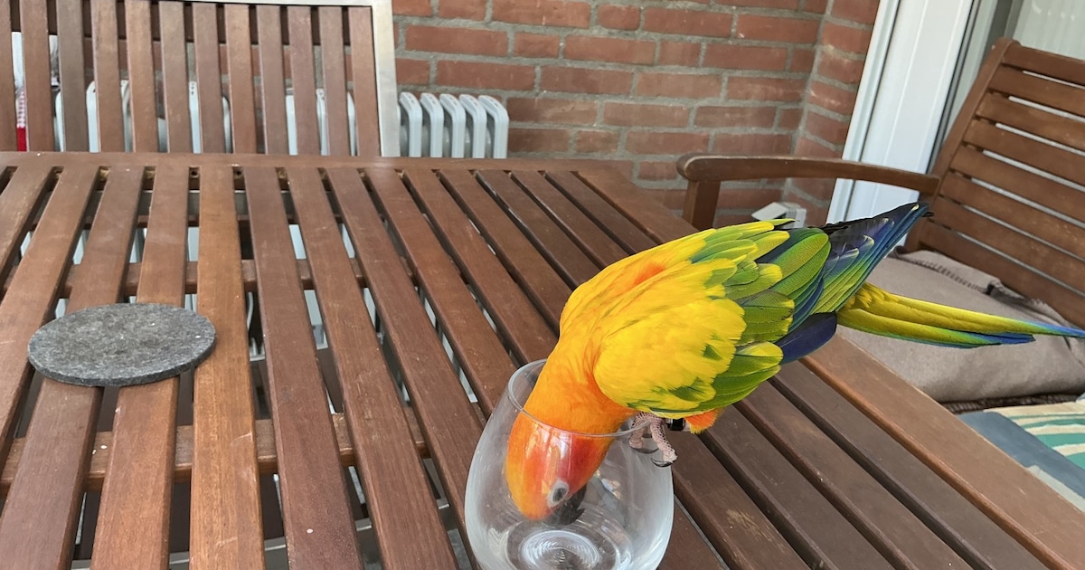 Heb jij Jonny gezien? Dit huisdier wordt in Landgraaf vermist