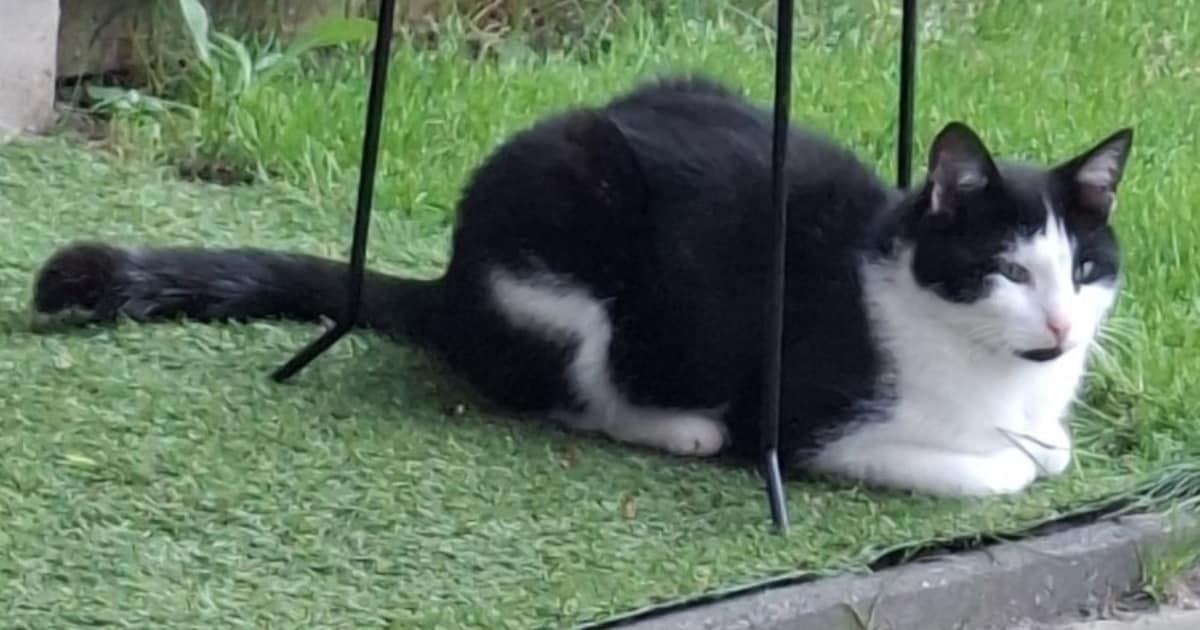 Heb jij Banjo, Lizzy of Mickey gezien? Deze drie huisdieren worden in Coevorden vermist