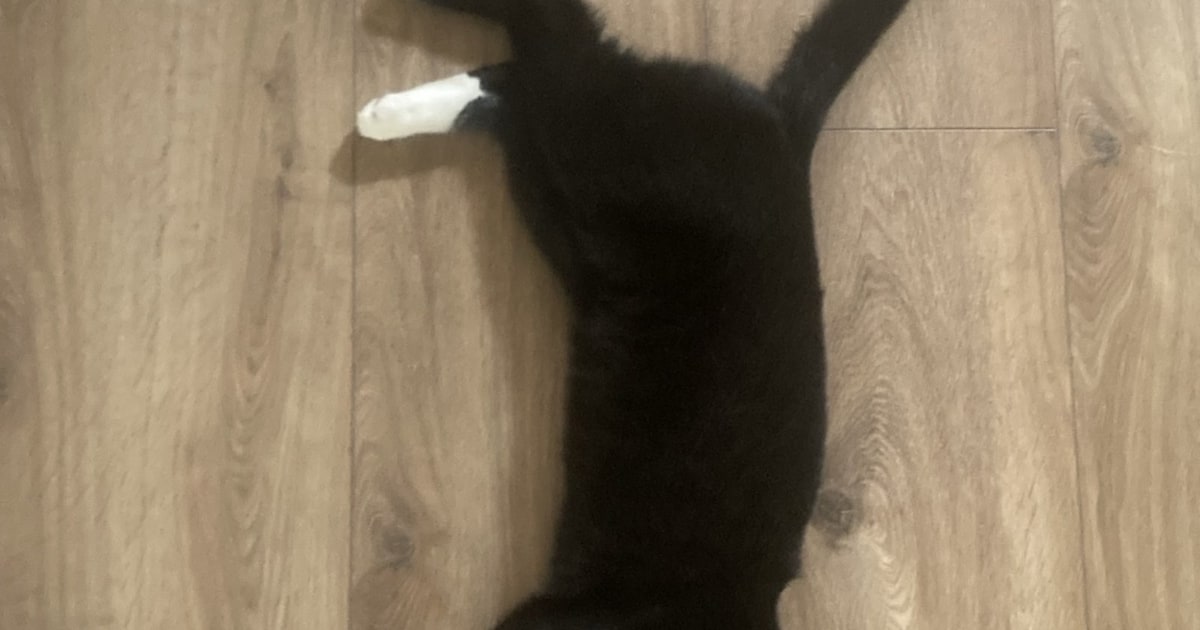 Heb jij Harry gezien? Dit huisdier wordt in Dronten vermist