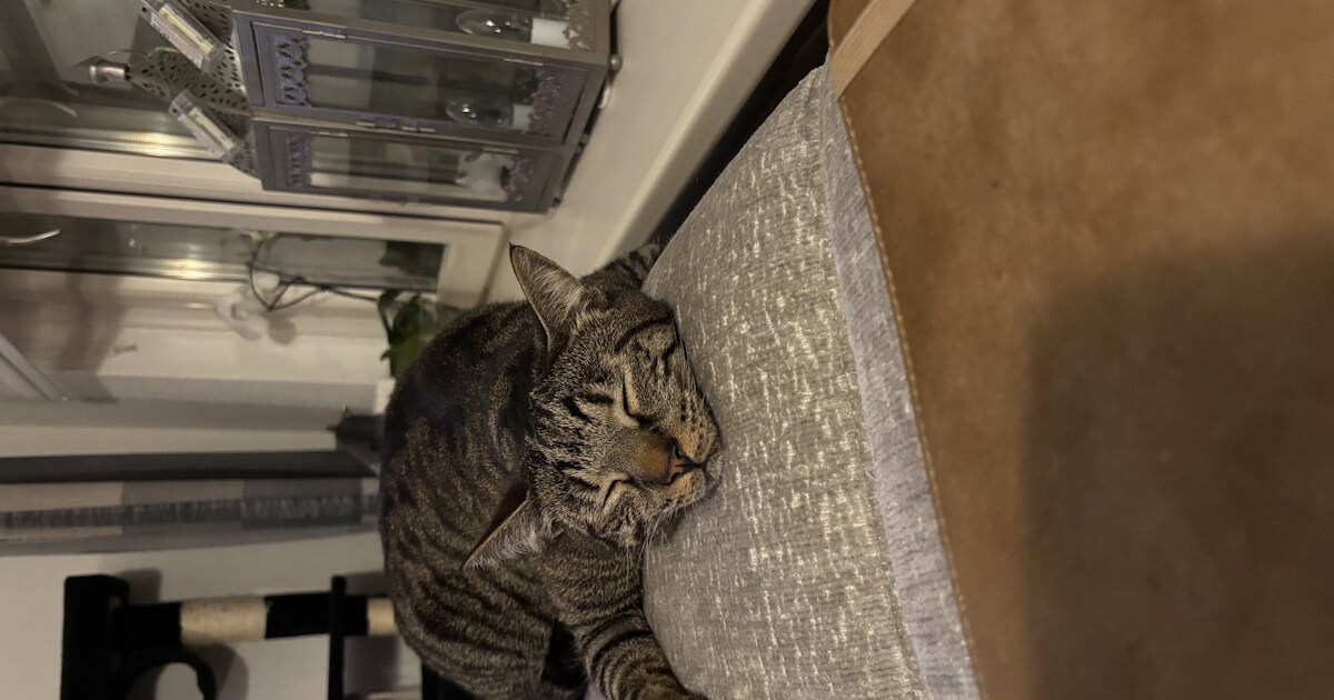 Heb jij Milo gezien? Dit huisdier wordt in Bergen vermist