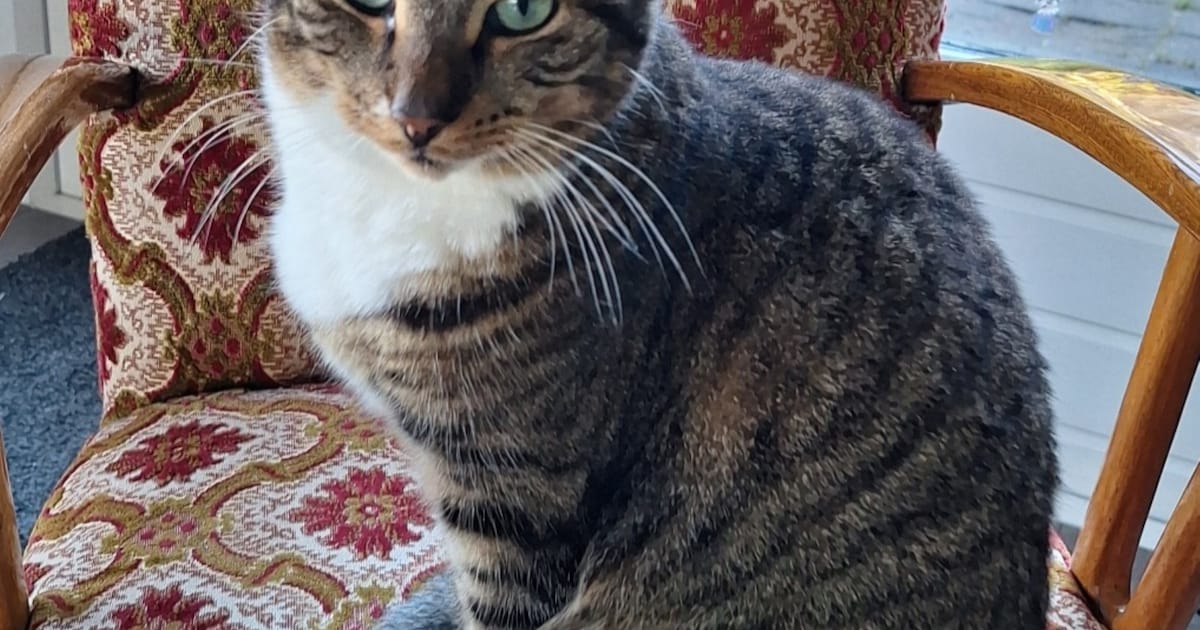 Heb jij Kirby gezien? Dit huisdier wordt in Veendam vermist