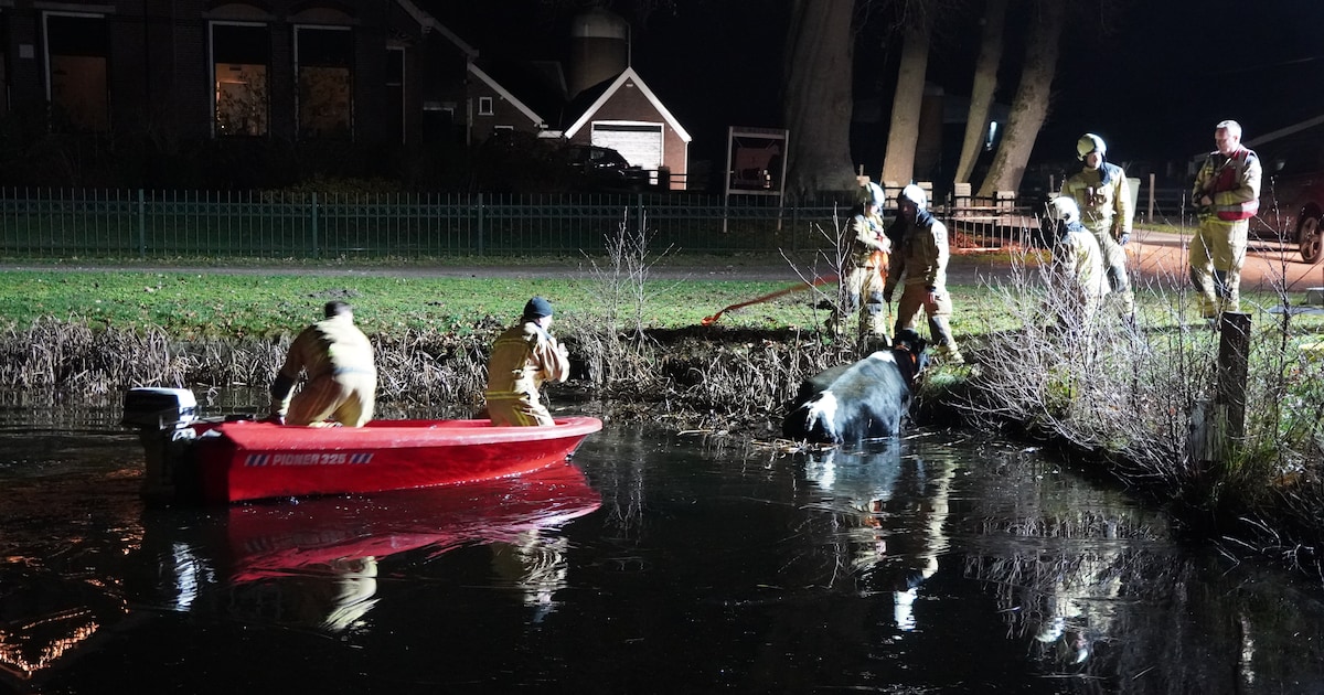 Brandweer in Meppel haalt op oudejaarsavond koe uit de sloot