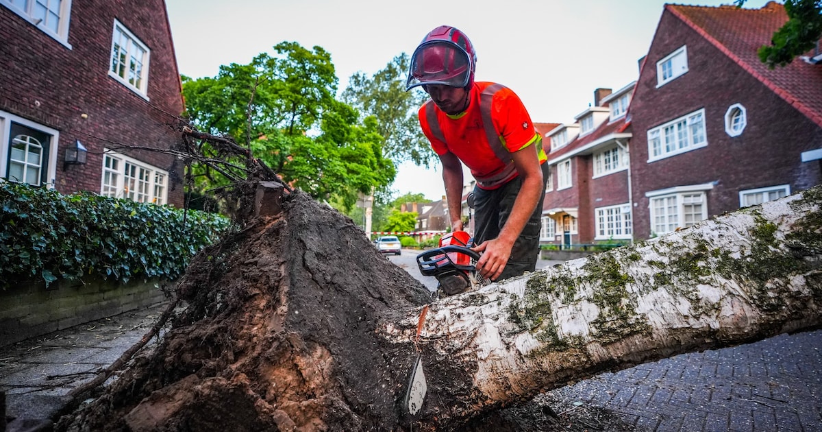 Gemeente Wijdemeren verwijdert 49 zieke en gevaarlijke bomen