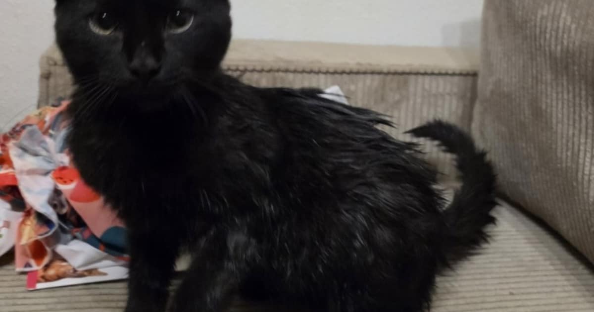 Heb jij Lizzy of Thor gezien? Deze twee huisdieren worden in Elburg vermist