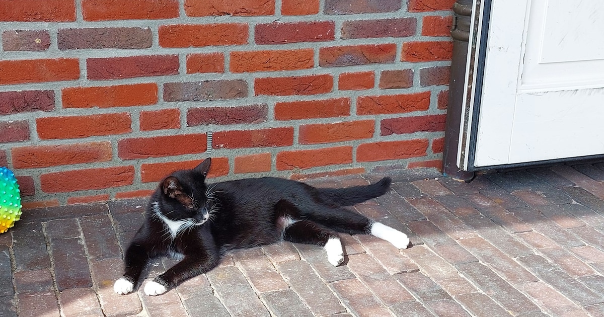 Heb jij Lizzy gezien? Dit huisdier wordt in Woudenberg vermist