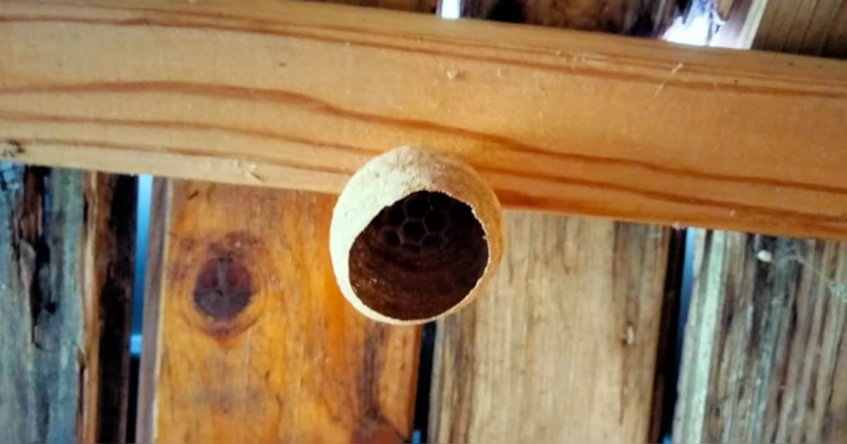 Gemeente Pijnacker-Nootdorp vraagt hulp bij opsporen Aziatische hoornaarnesten