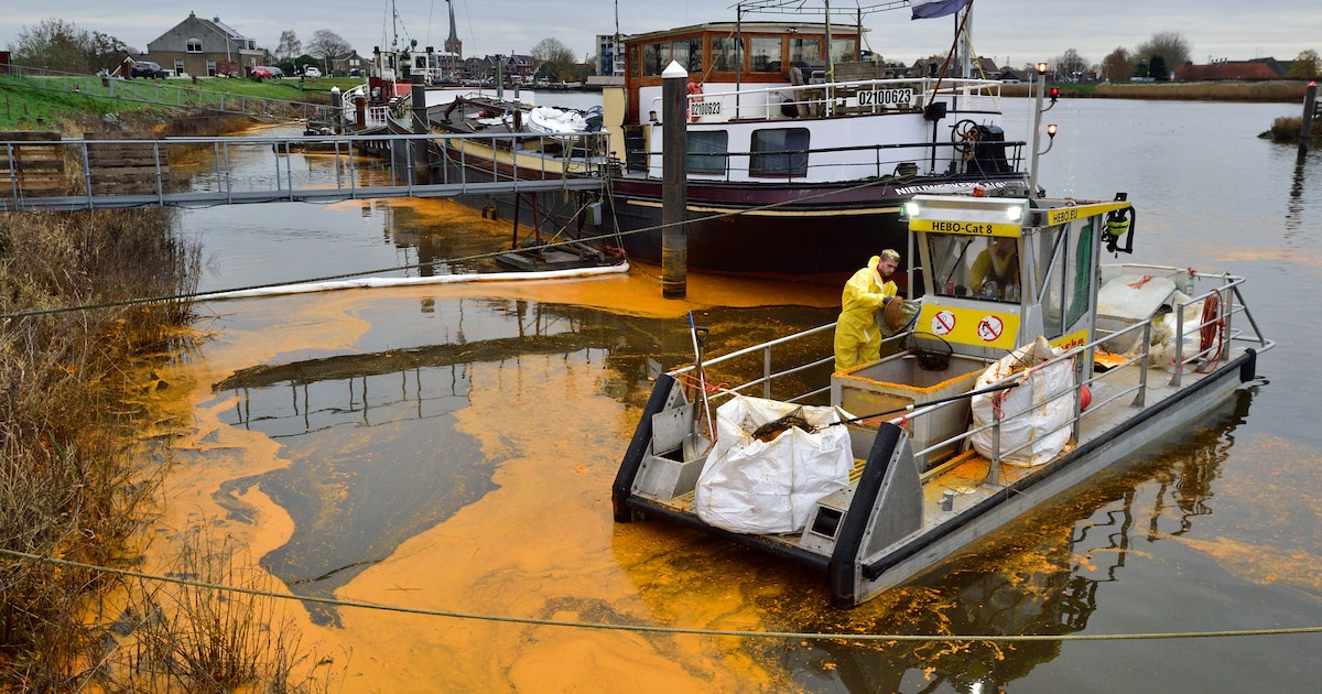Twee ton palmolie gelekt in Hollandsche IJssel, deel rivier kleurt knalgeel: ‘Dieren eten er zelfs v