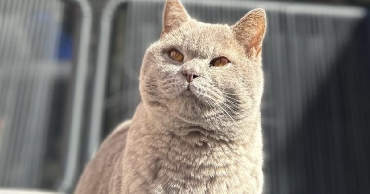 Heb jij Joepie of Boris gezien? Deze twee huisdieren worden in Katwijk vermist