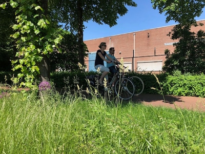 Sneezing fit or not: Check today's pollen count in Haarlem here