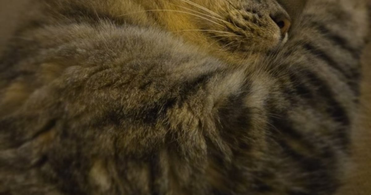 Heb jij Memphis of Bunkie gezien? Deze twee huisdieren worden in Steenwijkerland vermist