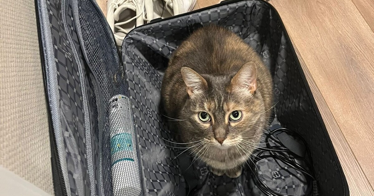 Heb jij Milow gezien? Dit huisdier wordt in Zwijndrecht vermist