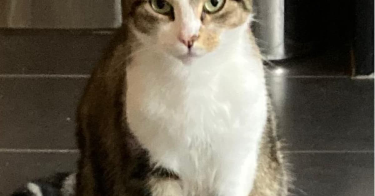 Heb jij Lizzy of Dribbel gezien? Deze twee huisdieren worden in Oldebroek vermist