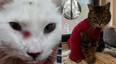 Opnieuw katten beschoten in Eindhoven: een dier overleden, meerdere gewond geraakt