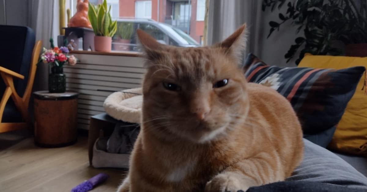 Heb jij Jip gezien? Dit huisdier wordt in Zaltbommel vermist