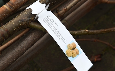 Arnhemmers krijgen ook in 2026 subsidie voor bomen en regentonnen