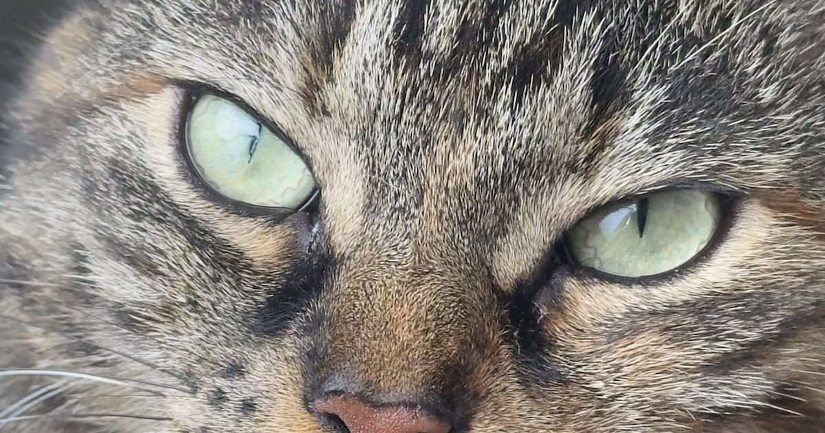 Heb jij Lacy gezien? Dit huisdier wordt in Bodegraven-Reeuwijk vermist