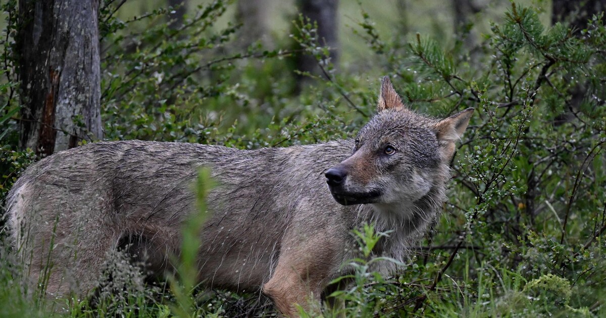 Drentse schapenboer gewond geraakt door aanval van wolf, dier doodgeschoten