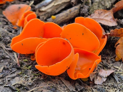 IVN Natuurgidsen houden herfstwandeling met zoektocht naar paddenstoelen