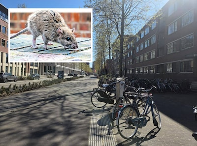 Rattenoverlast in Paleiskwartier loopt uit de hand: ‘Ze klimmen zelfs tegen de muren omhoog’