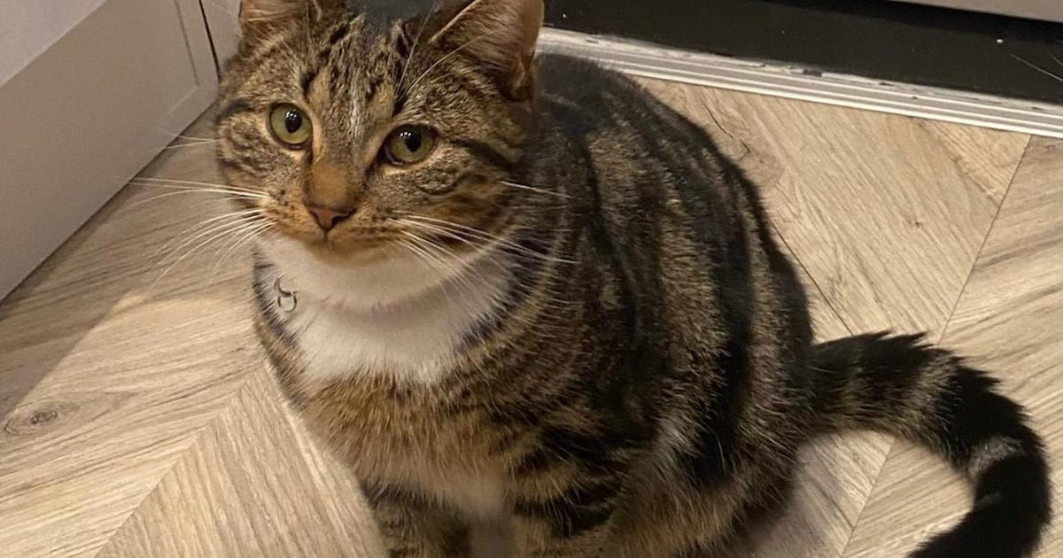 Heb jij Poenk gezien? Dit huisdier wordt in Gouda vermist