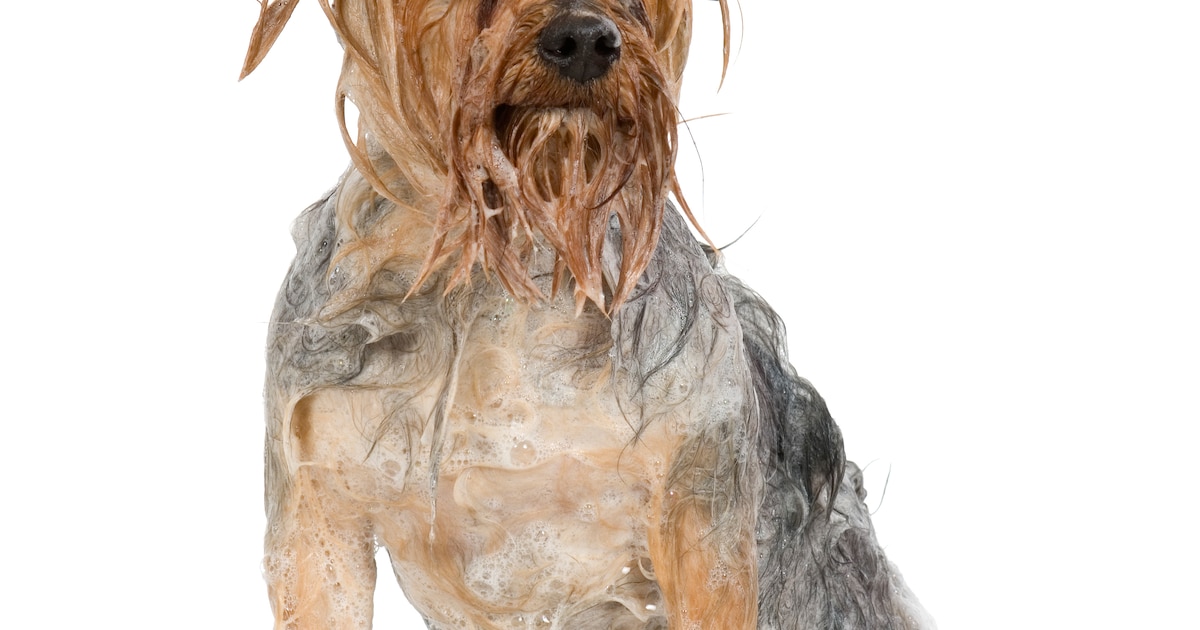 Dierenopvangcentrum Vlaardingen houdt hondenwasactie tijdens open dag