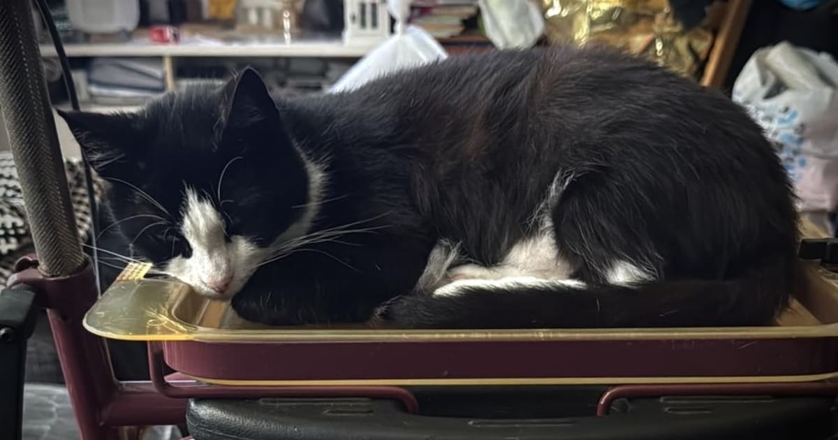 Heb jij Kitty of Streep gezien? Deze twee huisdieren worden in Oldambt vermist